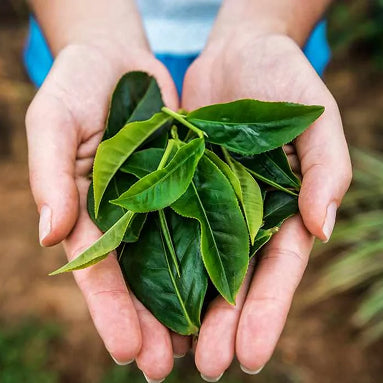Erva-Mate na Beleza: O Ingrediente Natural que Está Revolucionando o Skincare